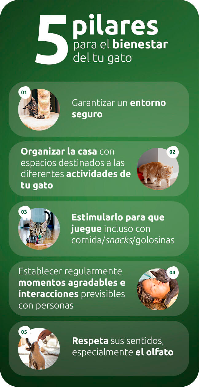 Los cinco &ldquo;pilares&rdquo; para el bienestar de tu gato