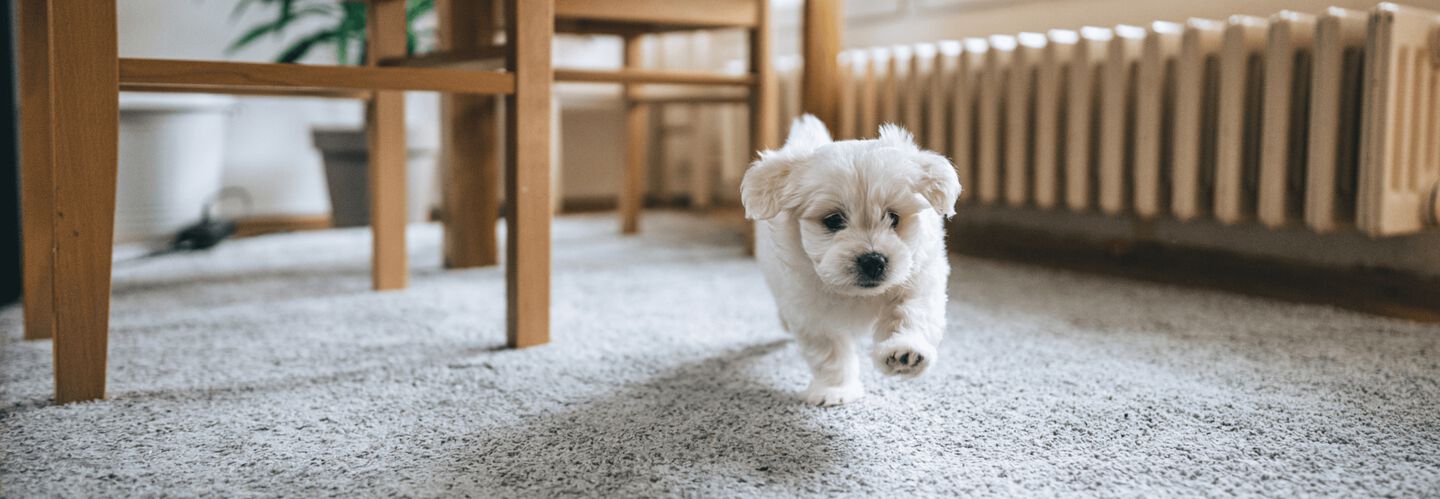 Primeros d&iacute;as perro en casa