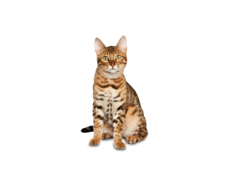 Gato Bengal&iacute;