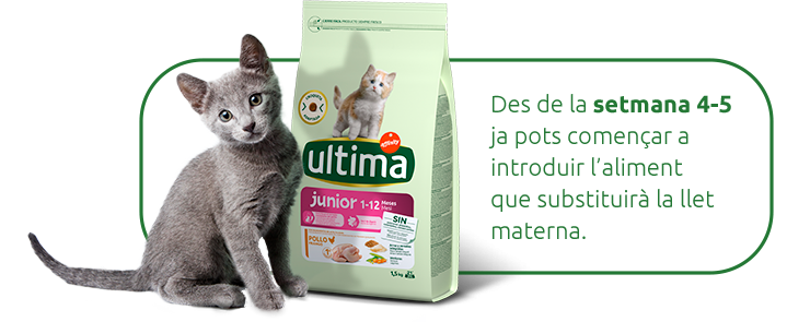Quan se li pot comen&ccedil;ar a donar menjar al gats?