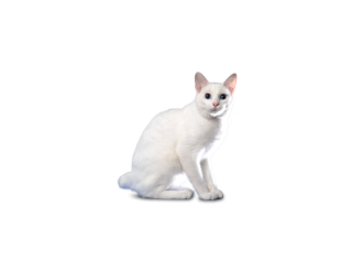 Bobtail Japon&eacute;s