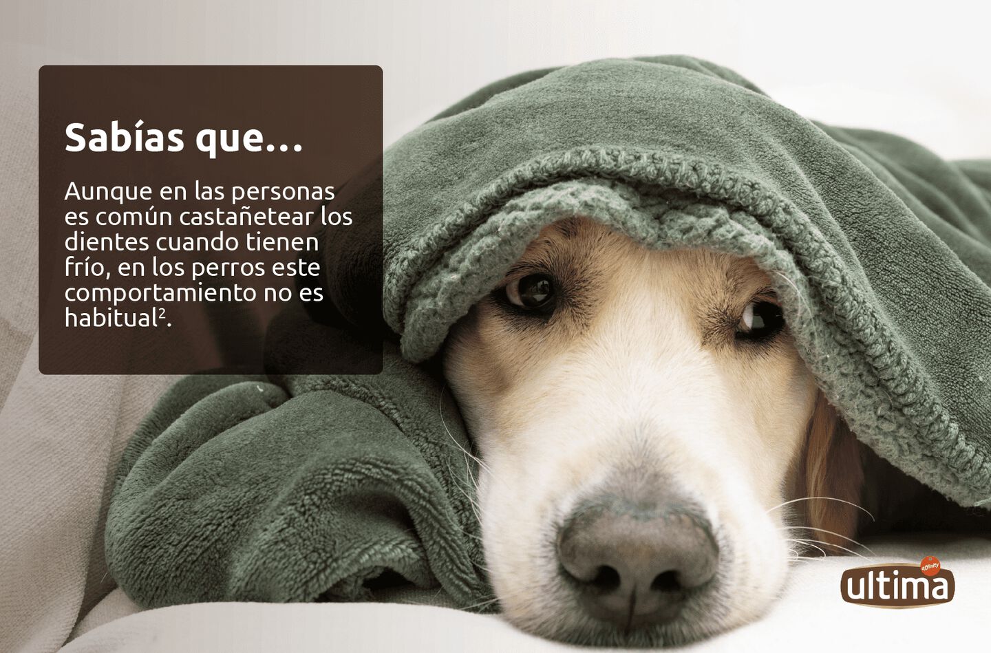 Perro blanco sobre la alfombra de casa con una manta encima. Texto: &ldquo;Sab&iacute;as que&hellip;Aunque en las personas es com&uacute;n casta&ntilde;etear los dientes cuando tienen fr&iacute;o, en los perros este comportamiento no es habitual 
