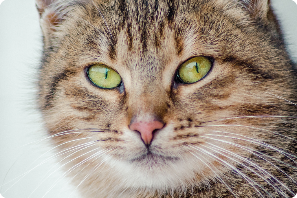 Ojos del gato