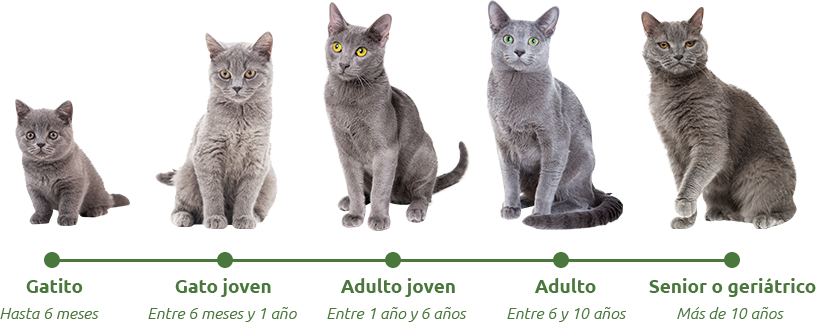 Etapas de la vida de un gato