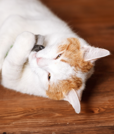Image Link For Caspa en gatos: causas y soluciones efectivas