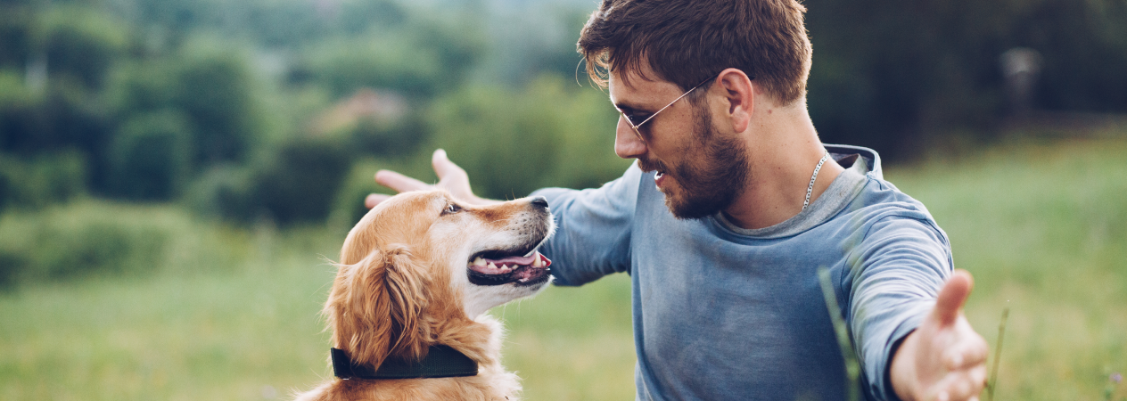 El cambio de cachorro a perro adulto