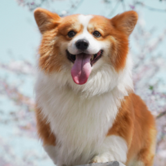 Image Link For Nombres cortos para perros: 50 ideas adorables