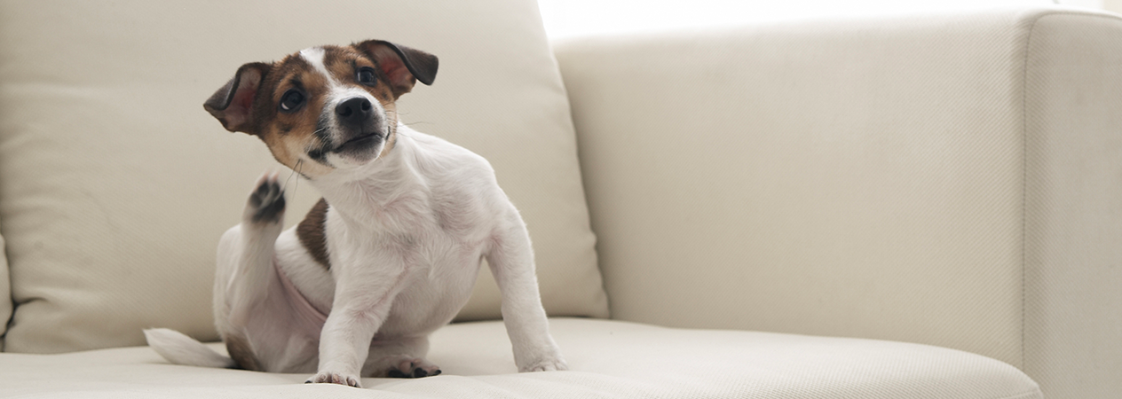 Image Link For Pulgas y garrapatas en perros: c&oacute;mo diferenciarlas
