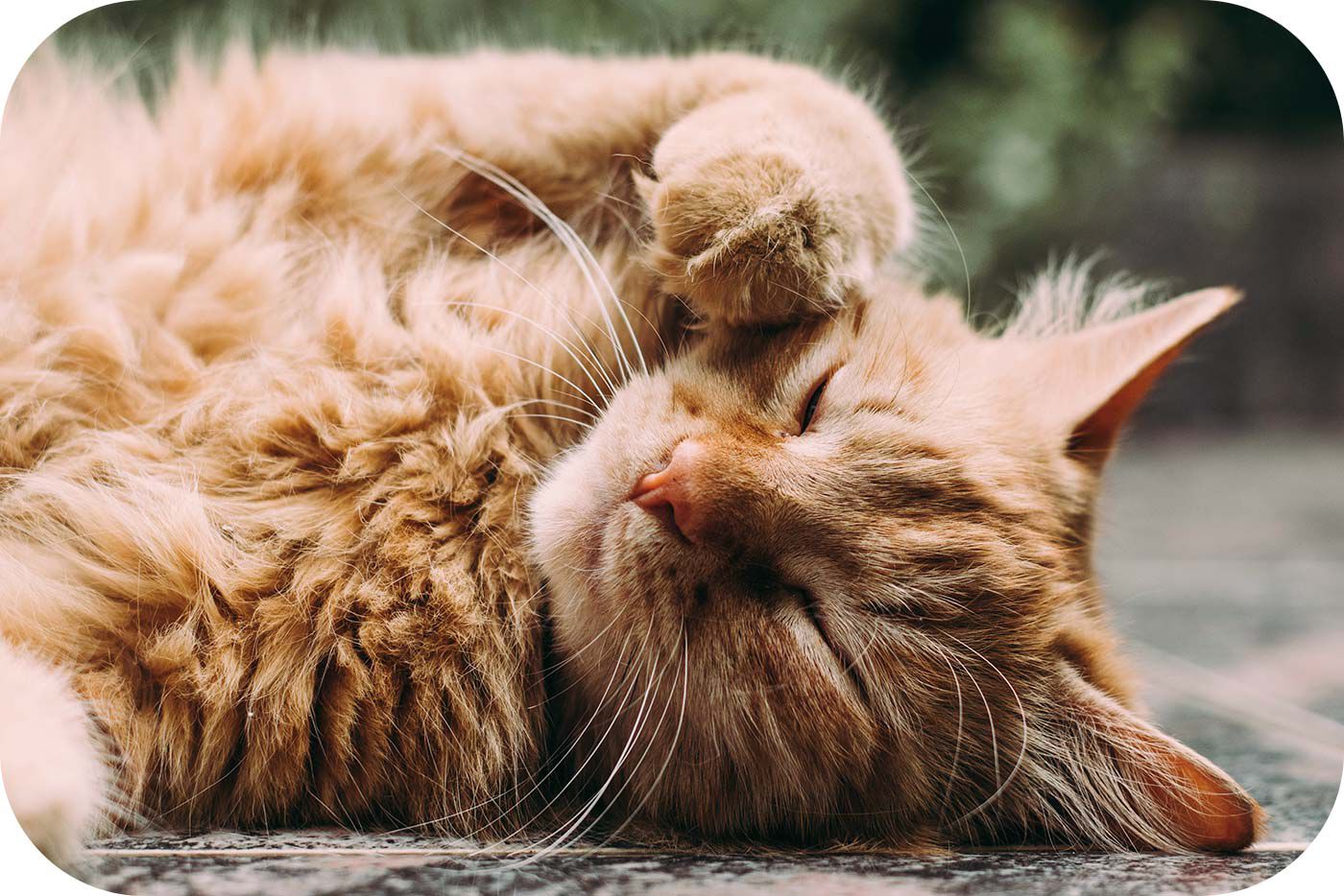 Por qu&eacute; ronronean los gatos