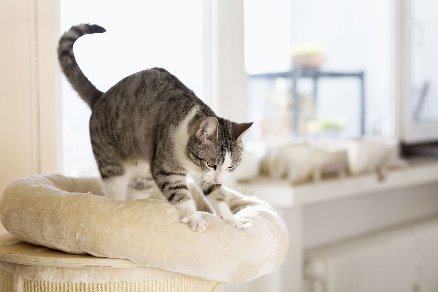 Gato jugando en su cama