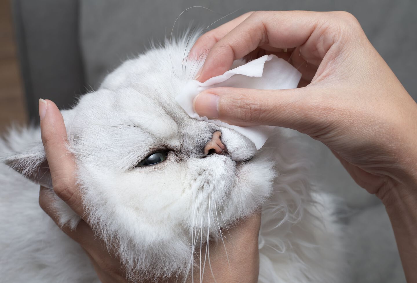 Pet parent limpi&aacute;ndole los ojos a su gato