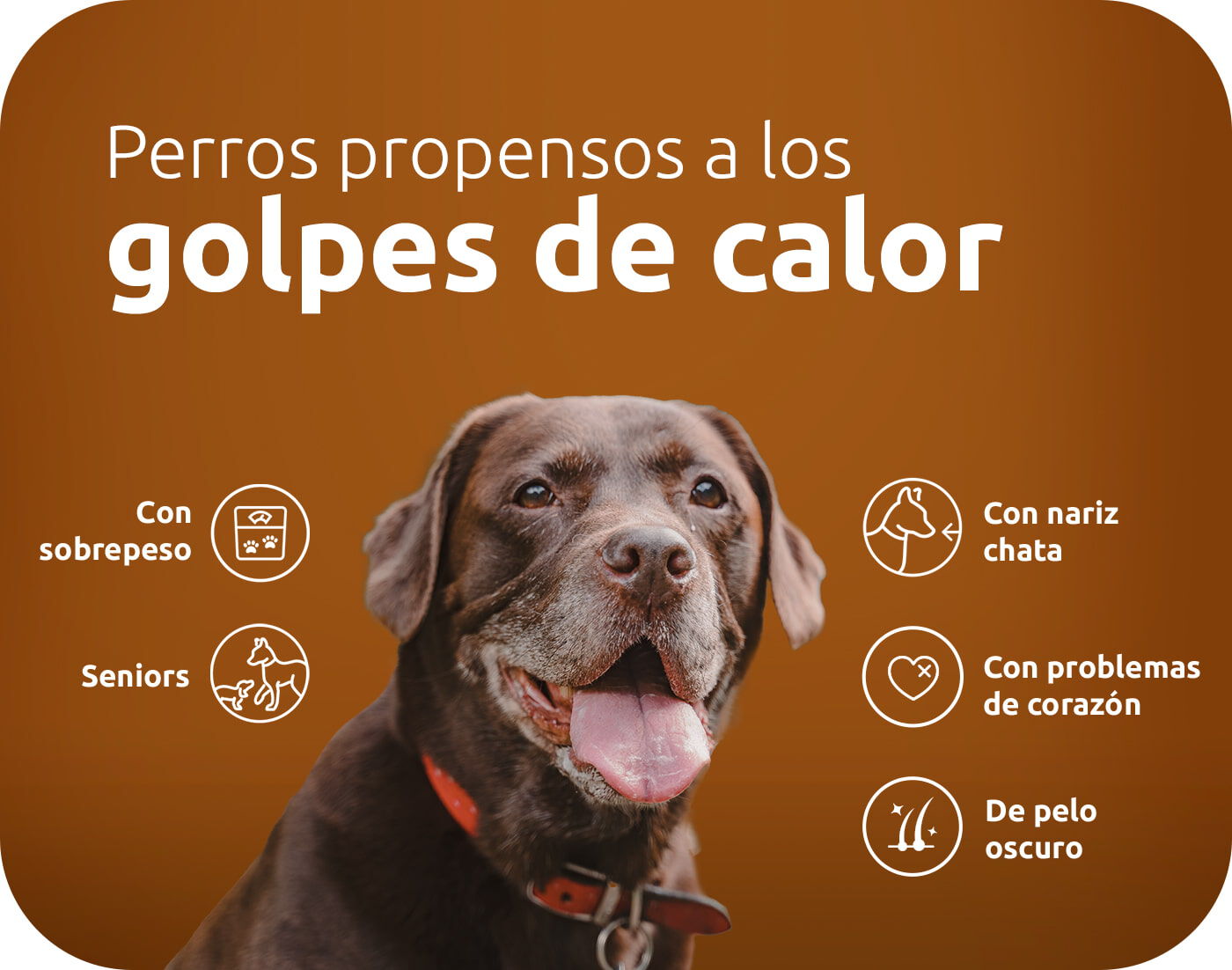 Perros m&aacute;s propensos a los golpes de calor