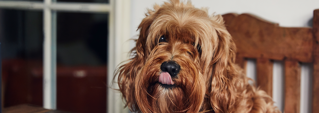 perro relamiendose