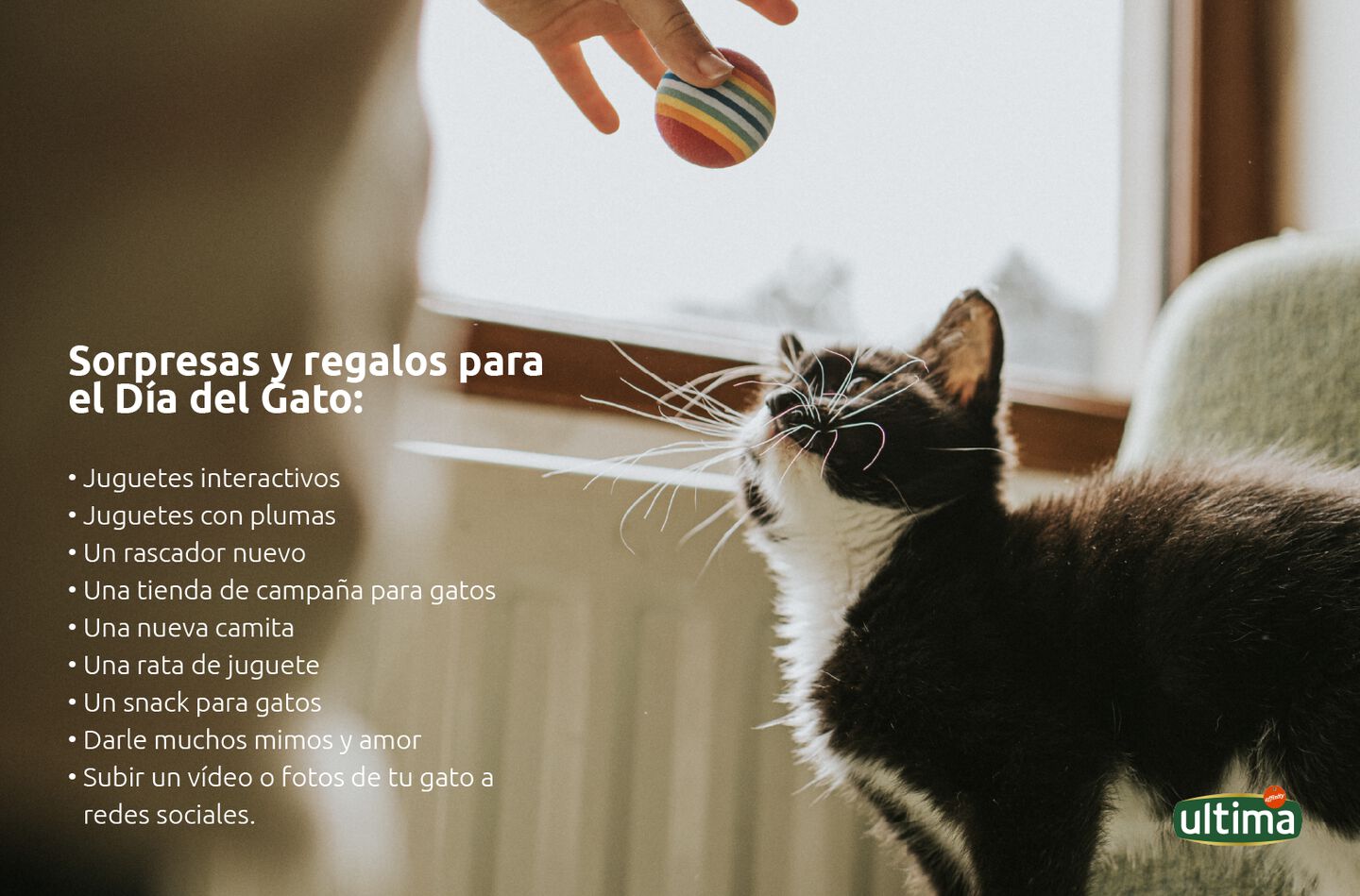 Sorpresas y regalos para el D&iacute;a del Gato:  ●	Juguetes interactivos  ●	Juguetes con plumas ●	Un rascador nuevo ●	Una tienda de campa&ntilde;a para gatos ●	Una nueva camita ●	Una rata de juguete ●	Un snack para gatos ●	Darle muchos mimos y amor ●	Subir un v&iacute;deo o fotos de tu gato a redes sociales