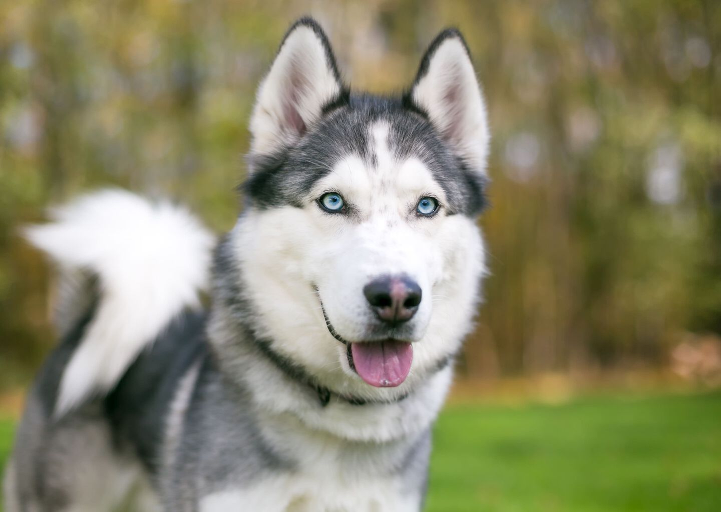Husky Siberiano