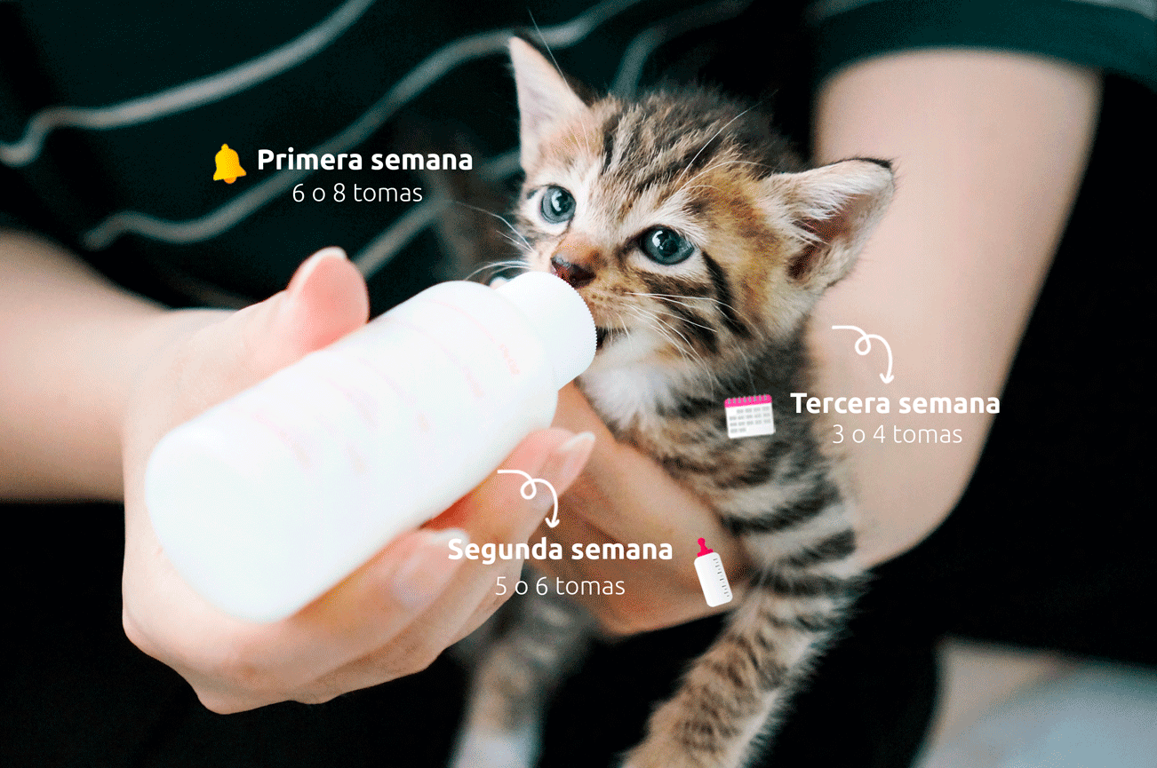 &iquest;C&oacute;mo alimentar a un gatito reci&eacute;n nacido?