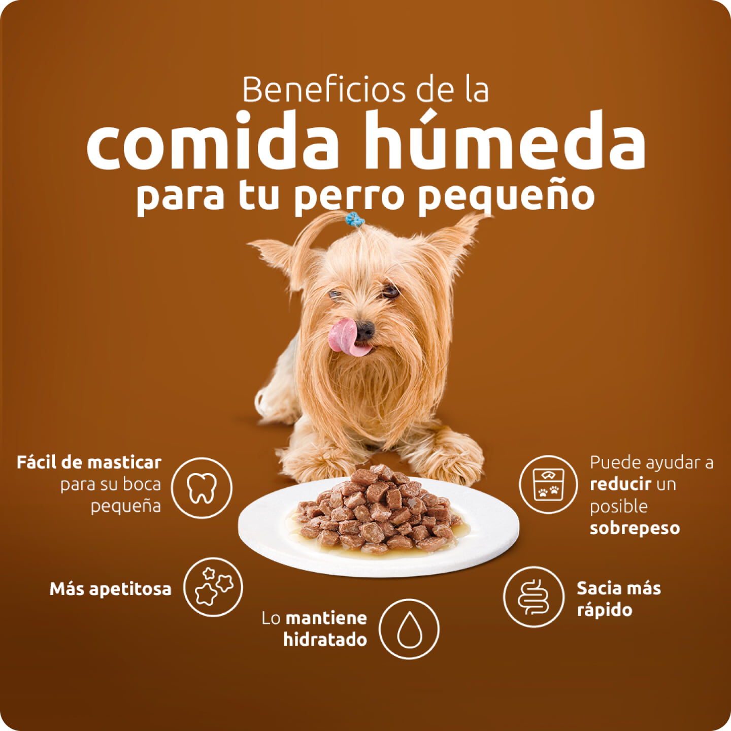 Beneficios de la comida h&uacute;meda para tu perro peque&ntilde;o 