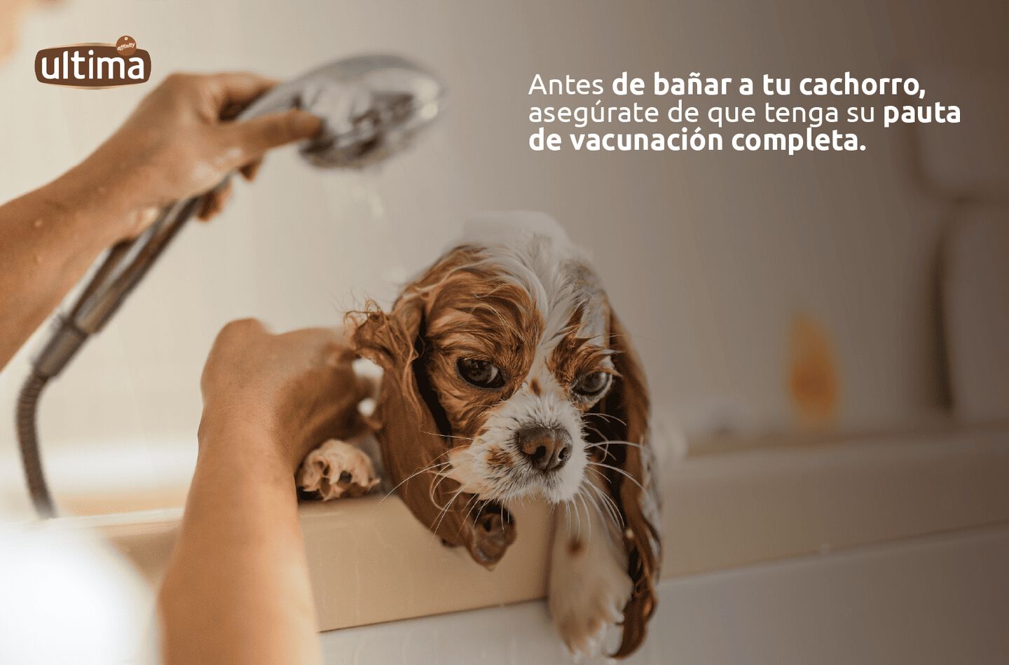Foto de dos cachorros golden sobre campo floreado. Texto: &ldquo;Antes de ba&ntilde;ar a tu cachorro, aseg&uacute;rate de que tenga su pauta de vacunaci&oacute;n completa&rdquo;. Vi&ntilde;eta de sobre la cabeza de los cachorros: &ldquo;&iexcl;Ya tenemos nuestras vacunas!  &iexcl;Listos para oler a flores!&rdquo;. 