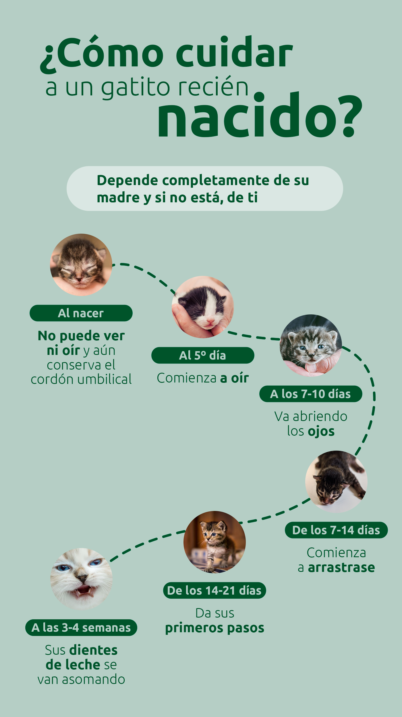 C&oacute;mo cuidar a un gatito reci&eacute;n nacido
