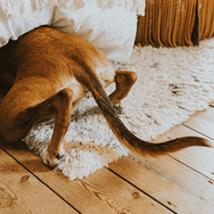 Image Link For Mi perro tiembla: Descubre las causas y c&oacute;mo ayudarlo