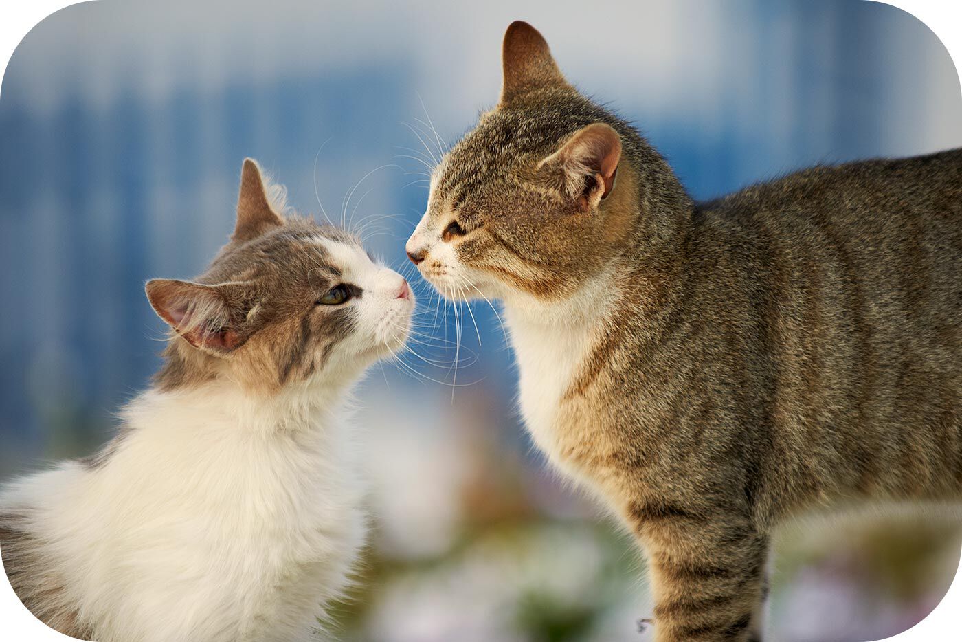 dos gatos