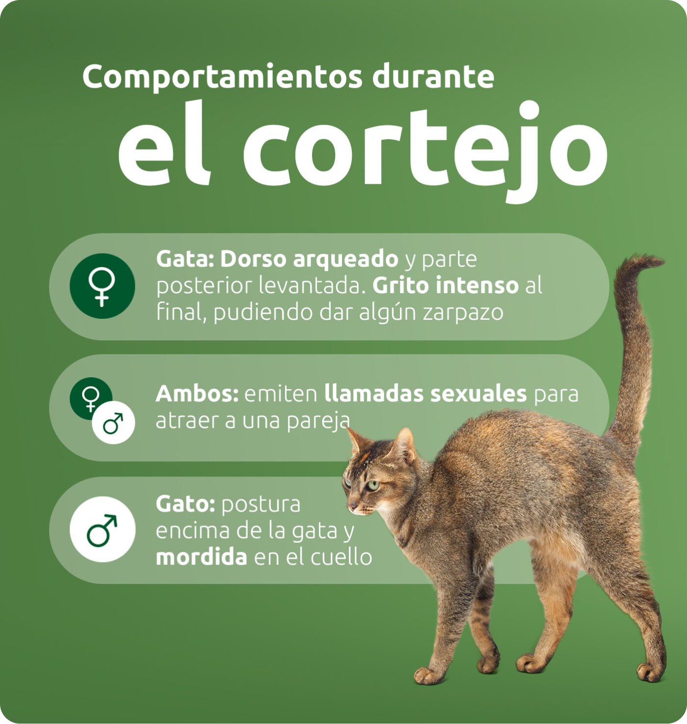 comportamientos durante el cortejo
