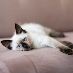 Image Link For Nombres para gatos originales y bonitos