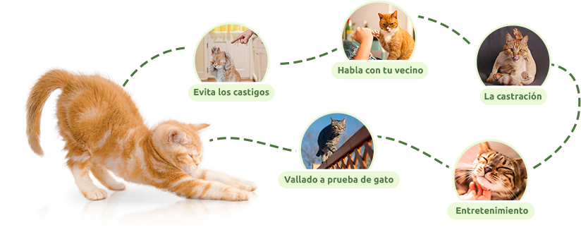 Trucos para intentar que tu gatito no se aleje demasiado