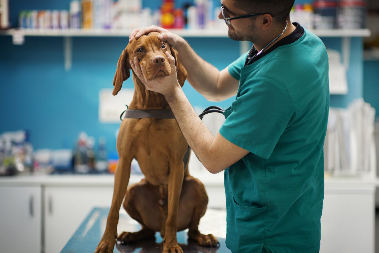 Perro atendido por un veterinario