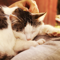 Image Link For Gato mayor: cuidados y necesidades esenciales