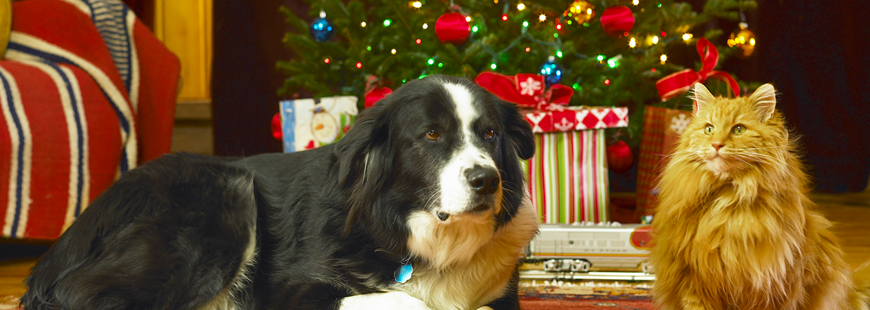 Preparar la casa para navidad para tu perro o gato