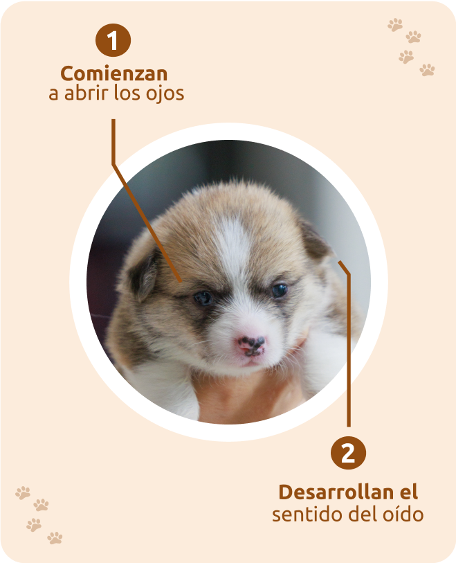 Cachorro de 14 d&iacute;as