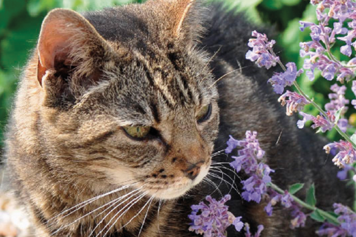 ART recomendado Catnip.png
