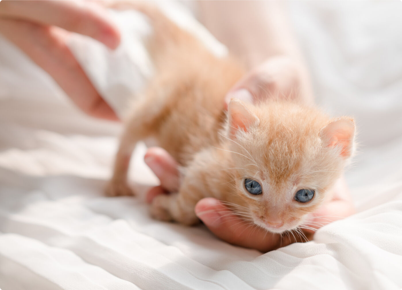 Cuidar de tu gatito reci&eacute;n nacido