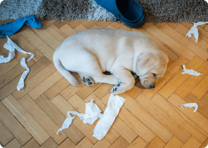 Perro tumbado en el suelo