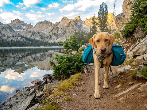 Perro caminando por la monta&ntilde;a