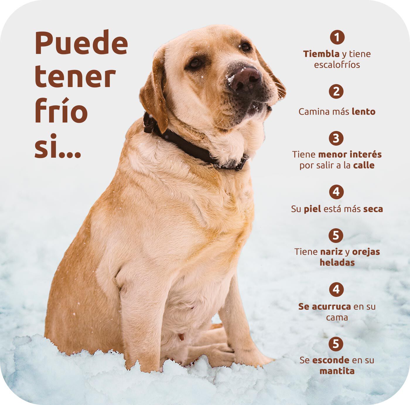 grafico perro frio