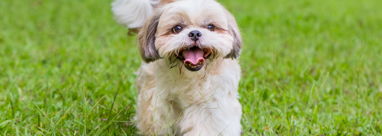 perro blanco