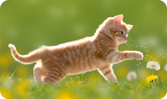 Gato jugando con una flor