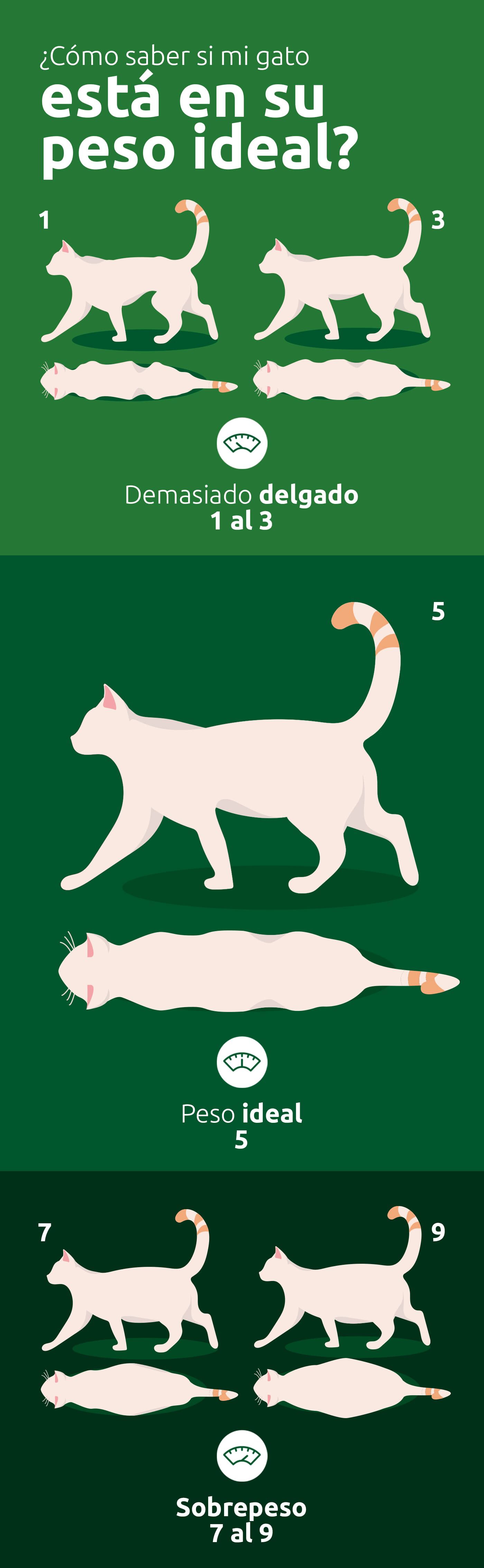 &iquest;C&oacute;mo saber si mi gato est&aacute; en su peso ideal?