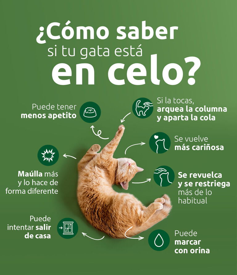 C&oacute;mo saber si tu gata est&aacute; en celo