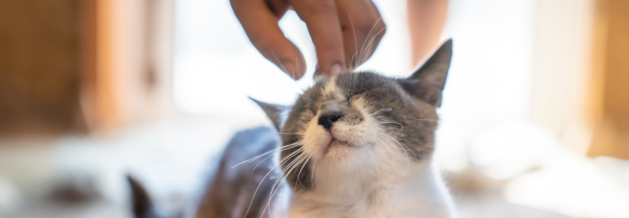 El primer dia d&rsquo;un gatet a casa: consells