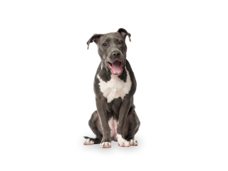 American Staffordshire Terrier