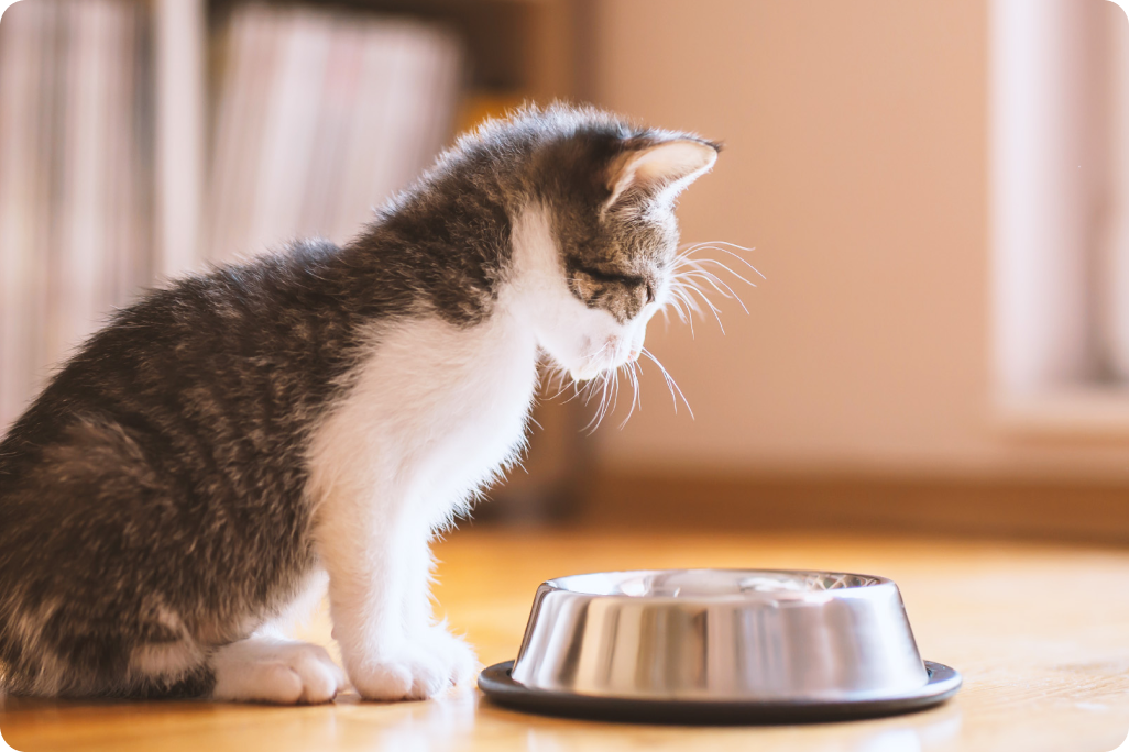 ART Salud gato adoptago IMG Art&iacute;culo recomendado.png