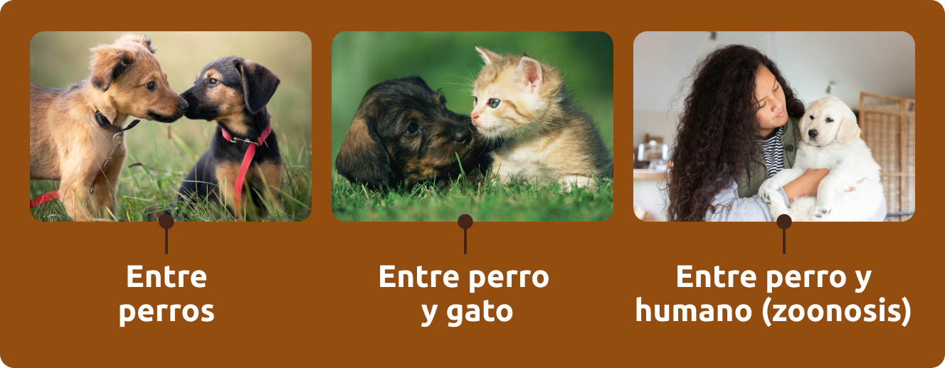 Maneras de transmisi&oacute;n
