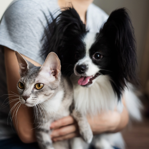 Image Link For Beneficios de tener perros o gatos