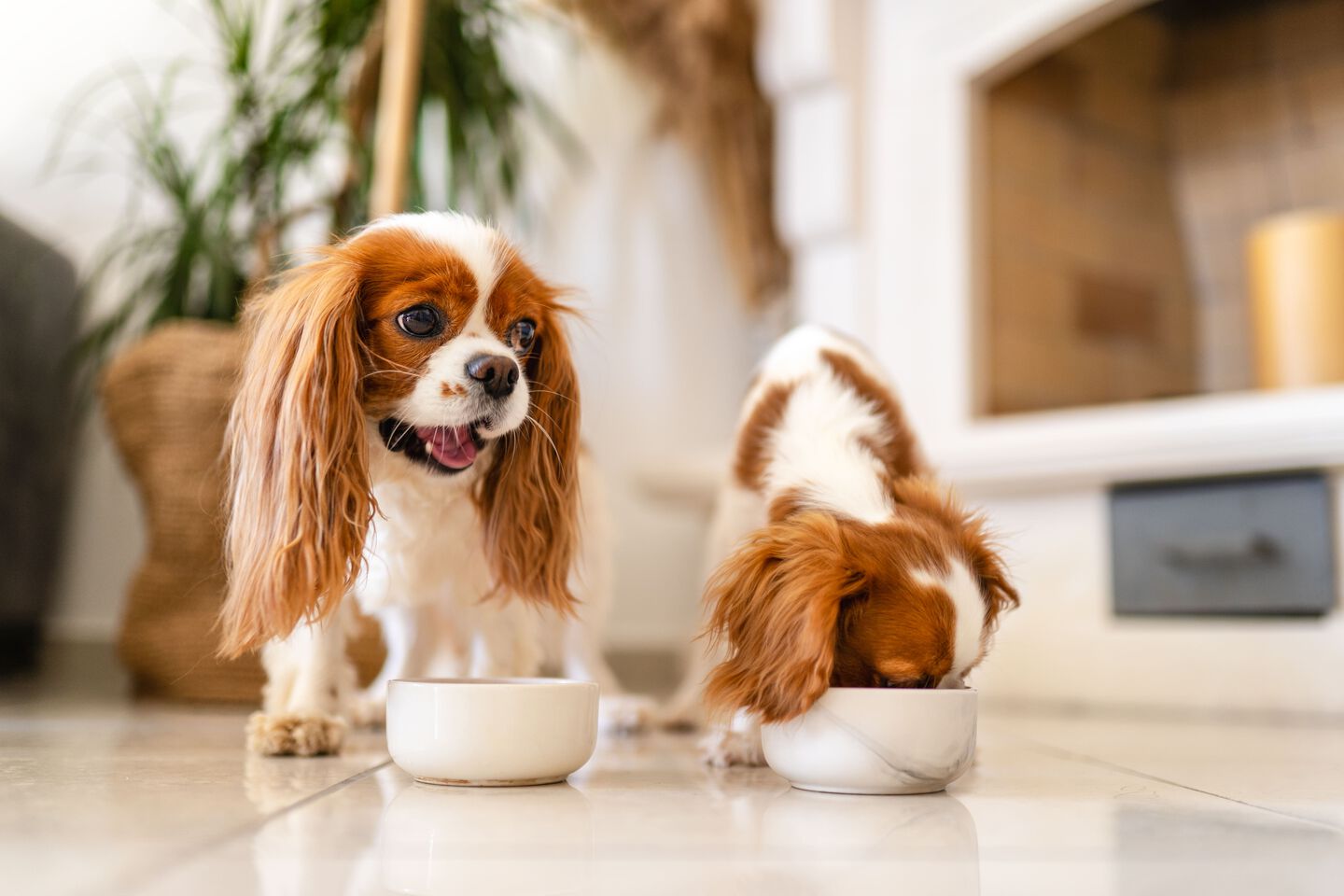 Perritos comiendo de sus cuencos