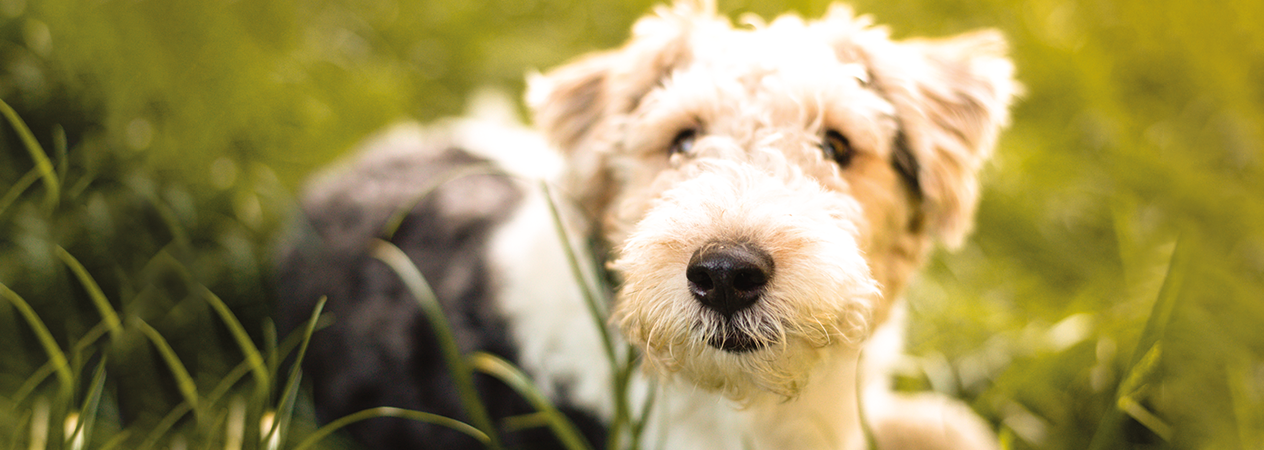 &iquest;Cu&aacute;l es la alimentaci&oacute;n de un perro peque&ntilde;o?