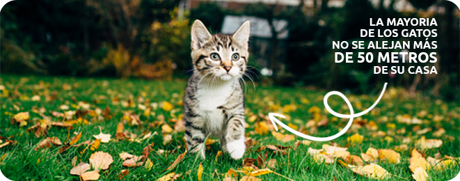 la mayor&iacute;a de los gatos no se aleja m&aacute;s de unos 50 metros de su casa