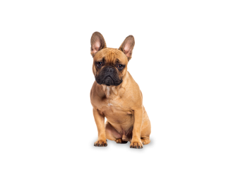 Bulldog Franc&eacute;s